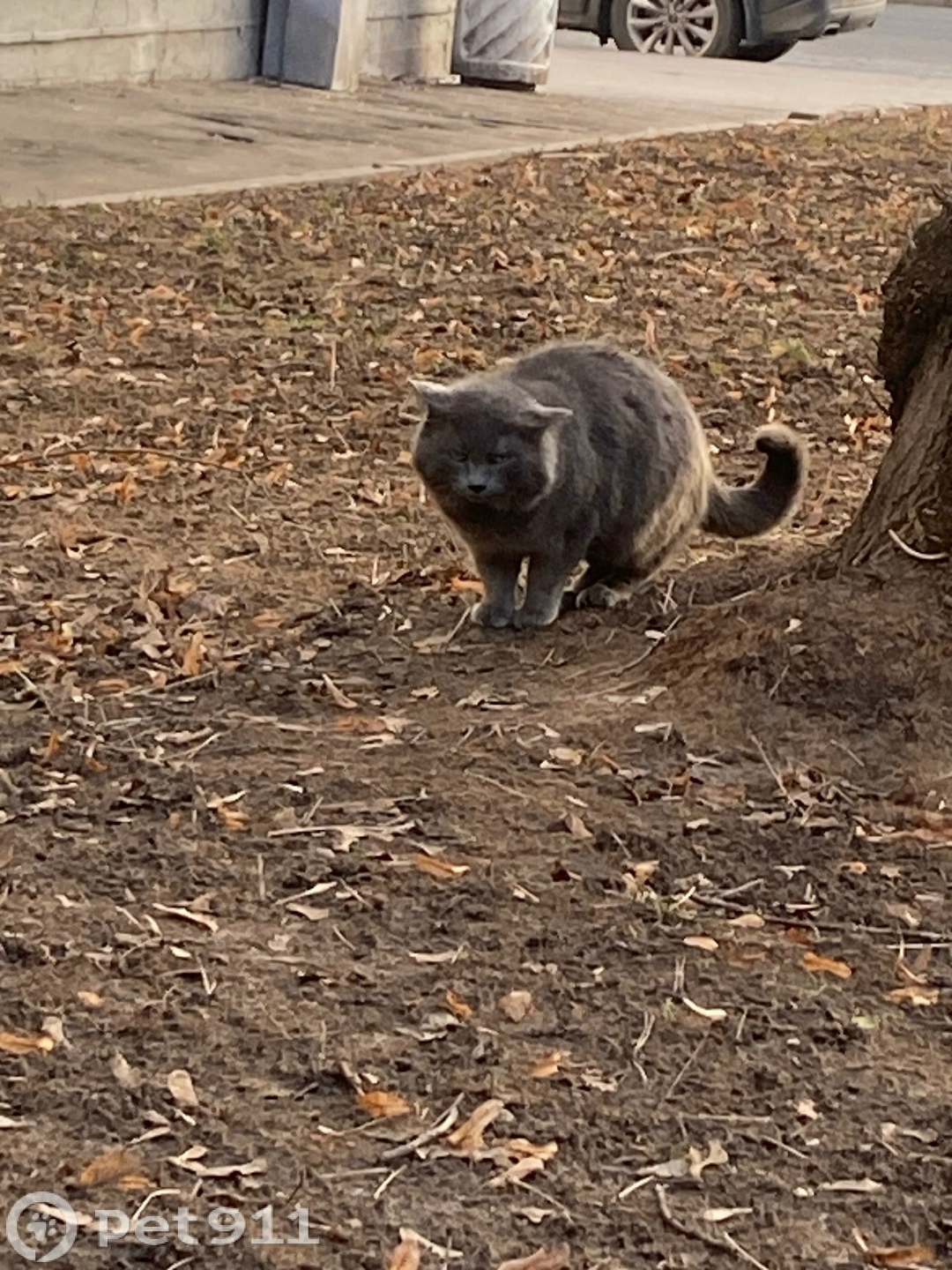 Найдена кошка в Реутове — фото объявления