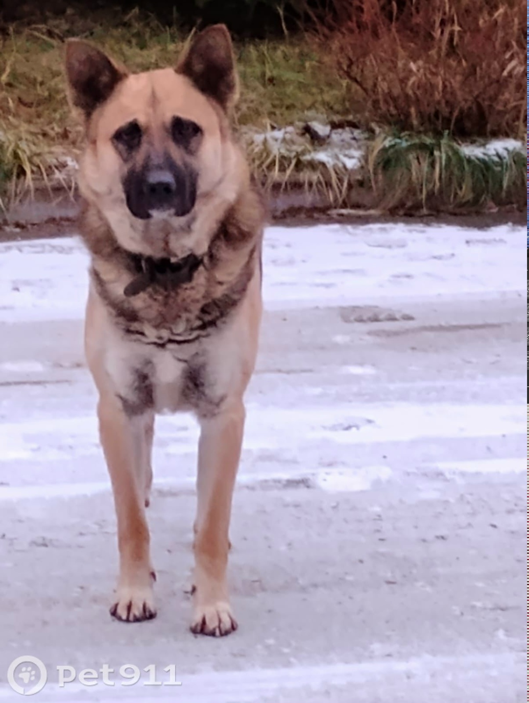 Найдена собака в Реутове — фото объявления