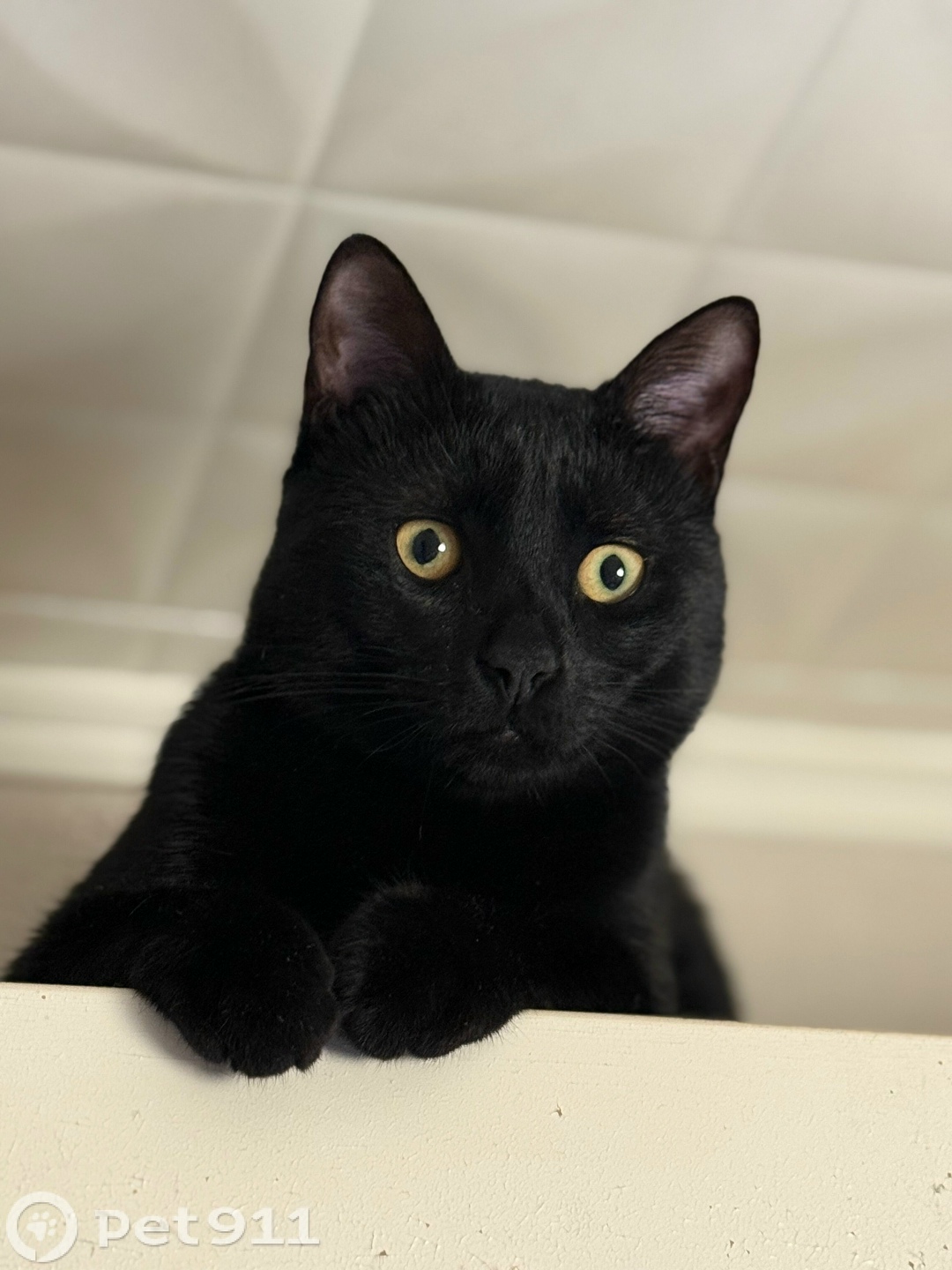 Пропала кошка в Реутове — фото объявления