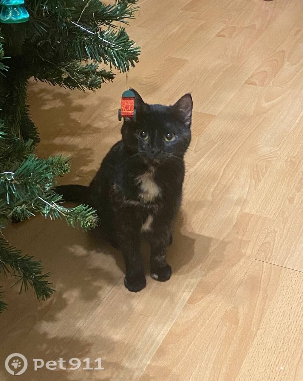 Найдена кошка в Реутове — фото объявления