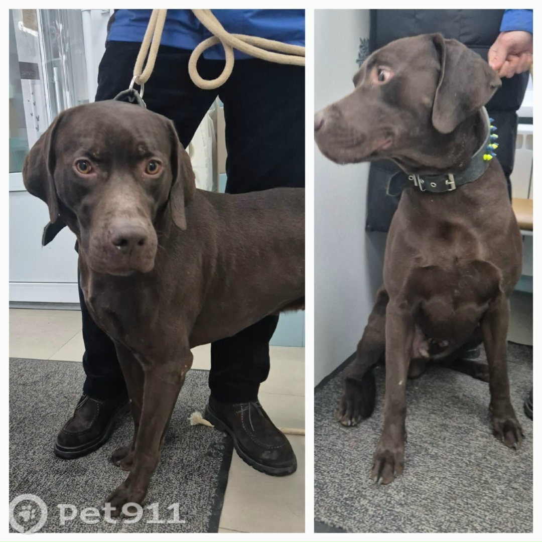 Найдена собака в Реутове — фото объявления