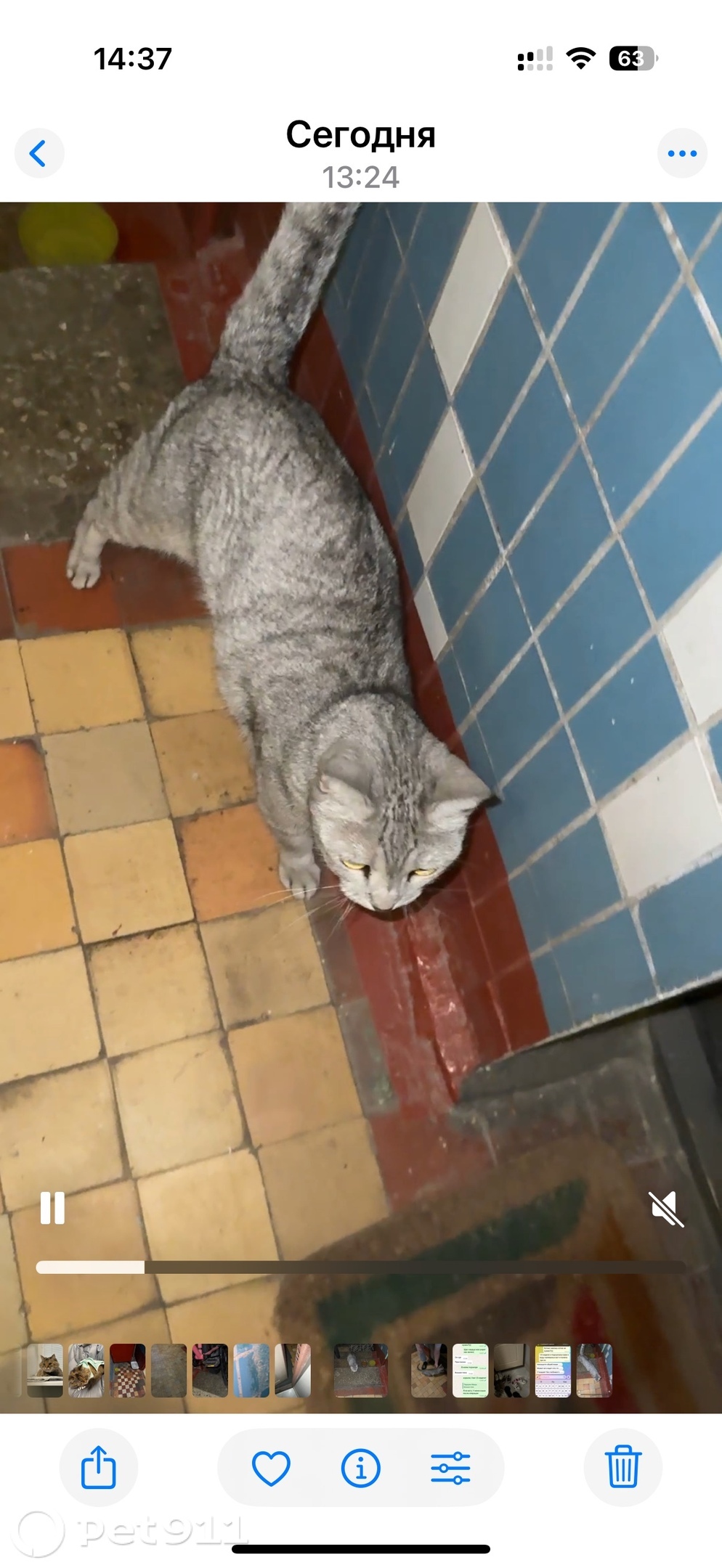 Найдена кошка в Реутове — фото объявления