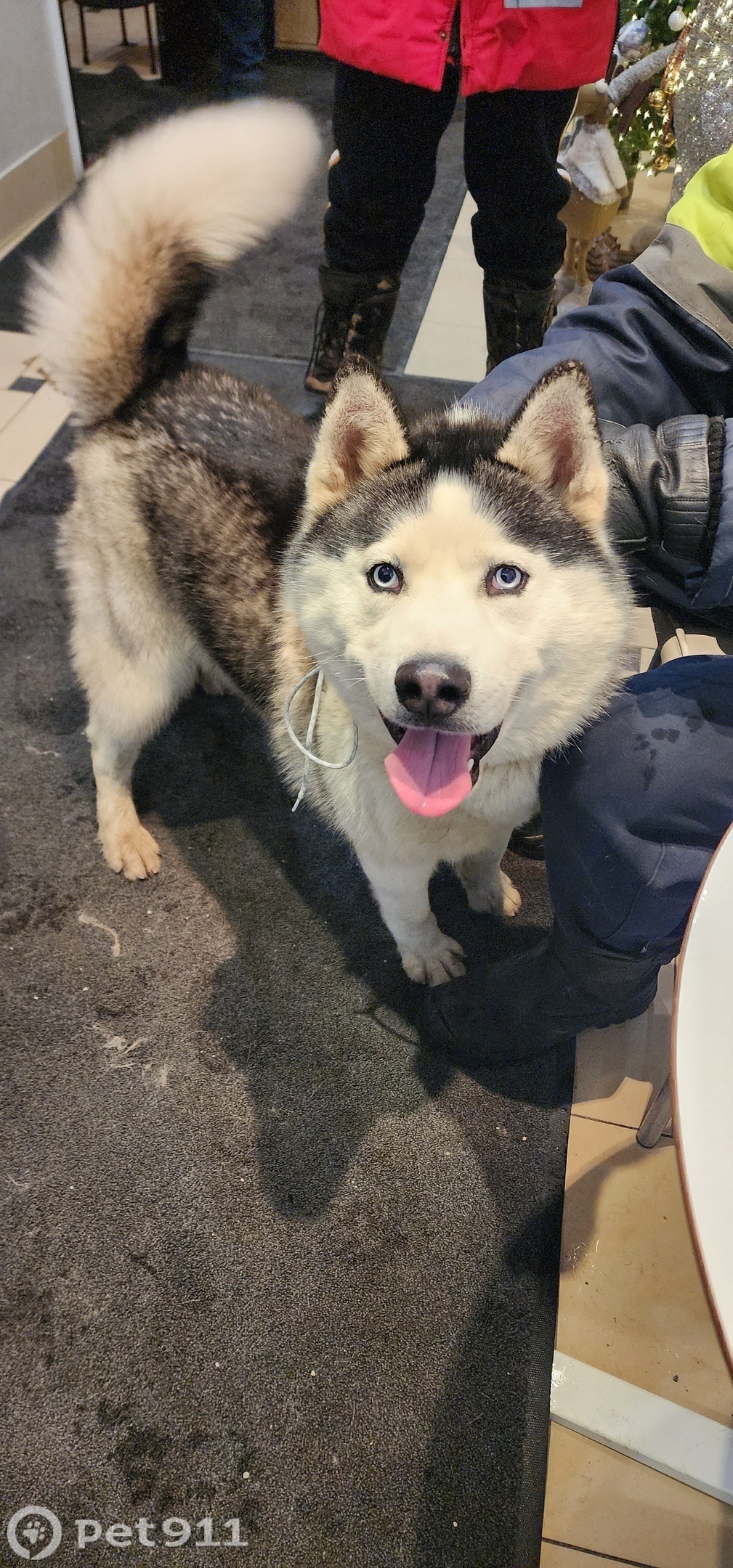 Найдена собака в Реутове — фото объявления