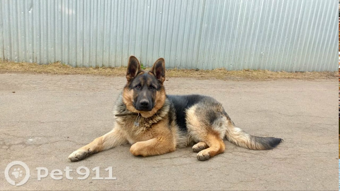 Пропала собака в Реутове — фото объявления