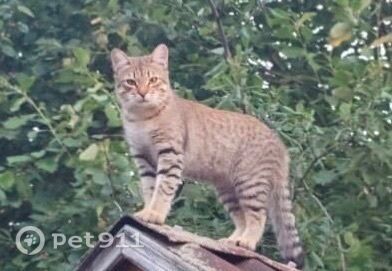 Пропала кошка в Реутове — фото объявления