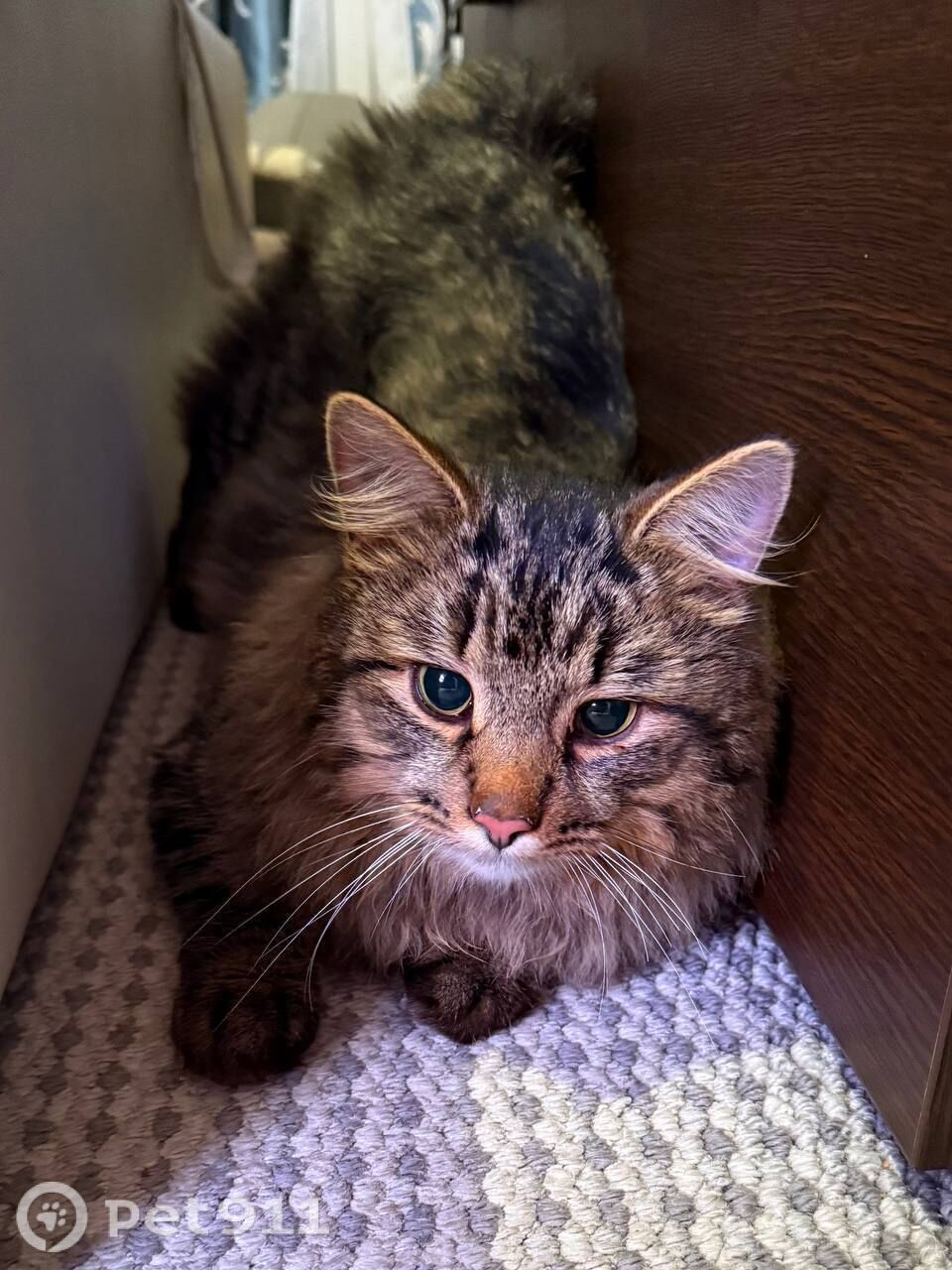 Найдена кошка в Реутове — фото объявления