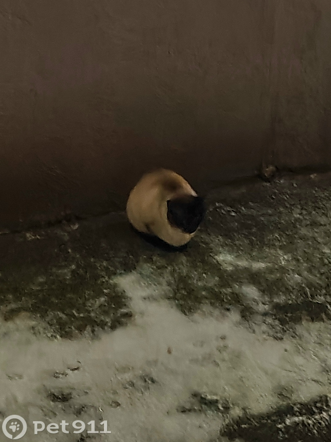 Найдена кошка в Реутове — фото объявления