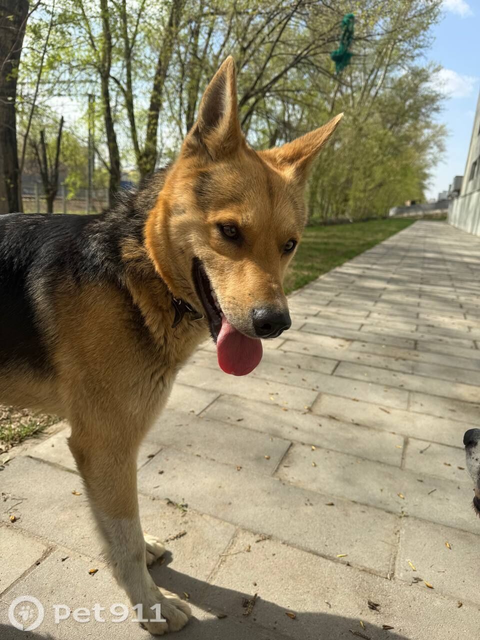 Найдена собака в Реутове — фото объявления