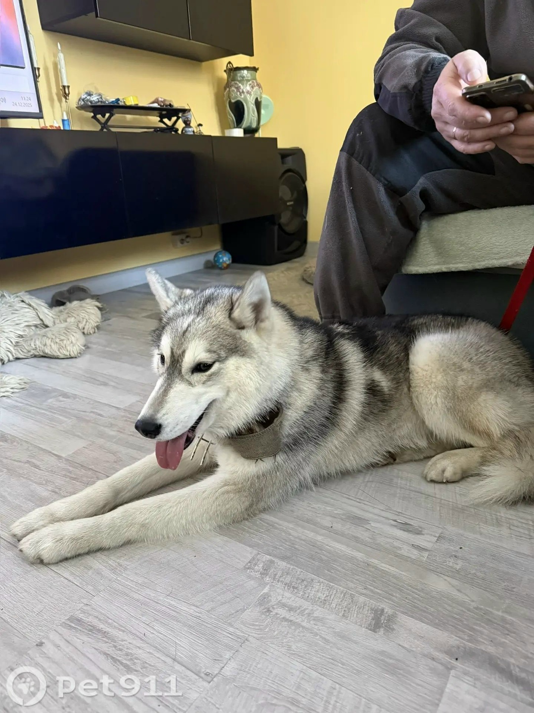 Найдена собака в Реутове — фото объявления