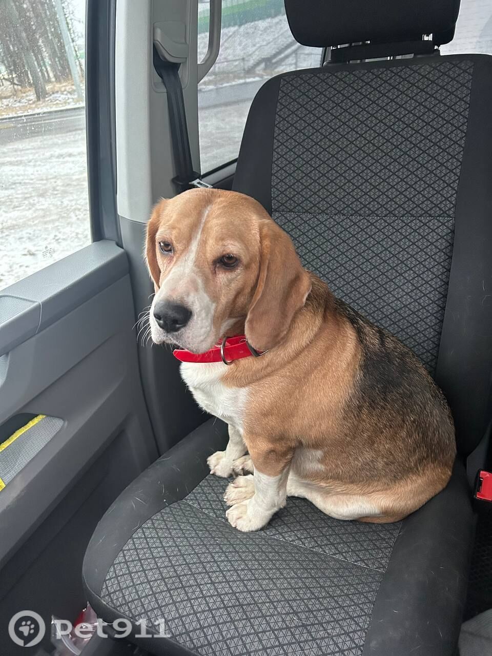 Найдена собака в Реутове — фото объявления