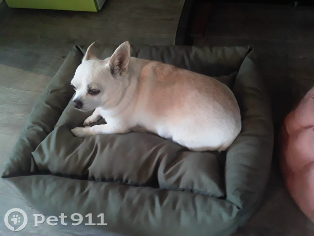 Пропала собака в Реутове — фото объявления