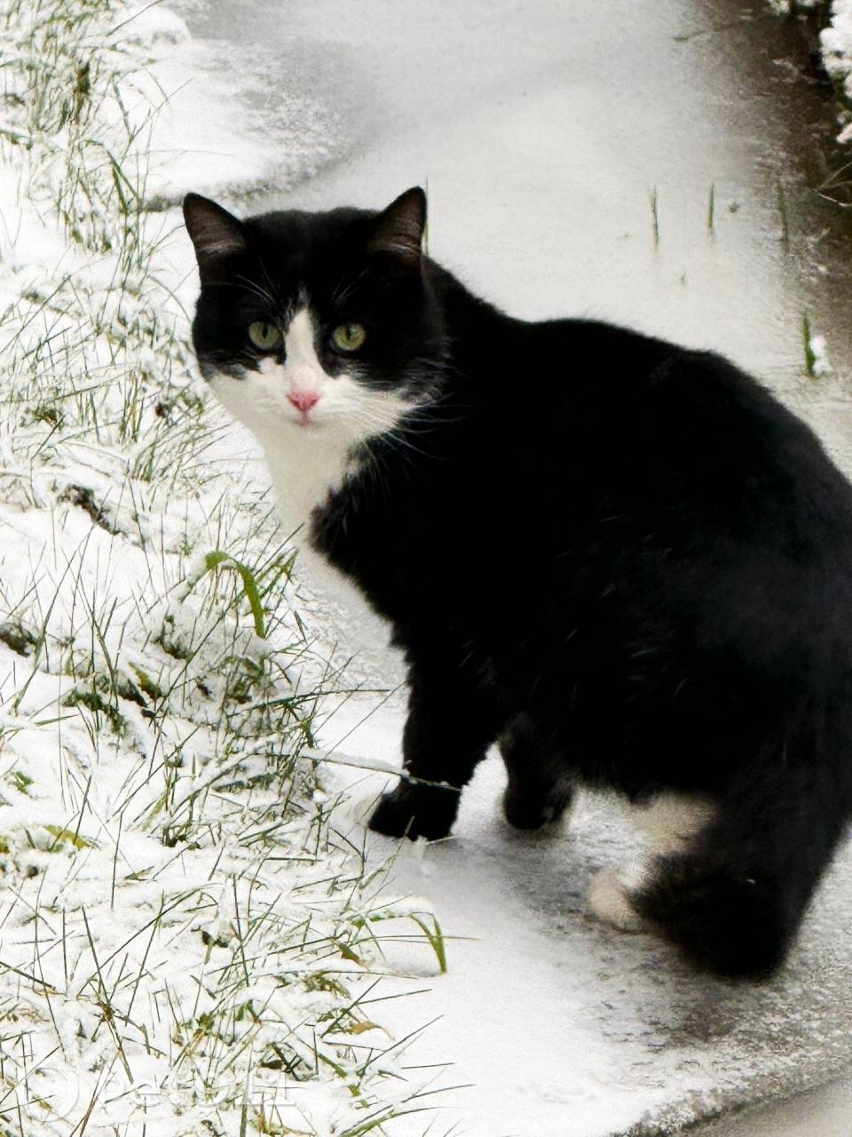 Найдена кошка в Реутове — фото объявления