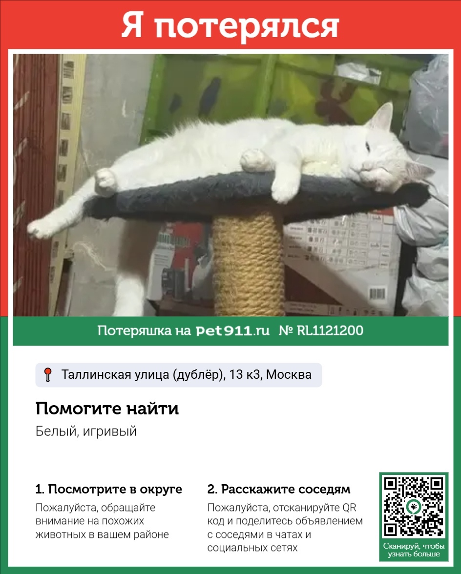 Пропала кошка в Реутове — фото объявления