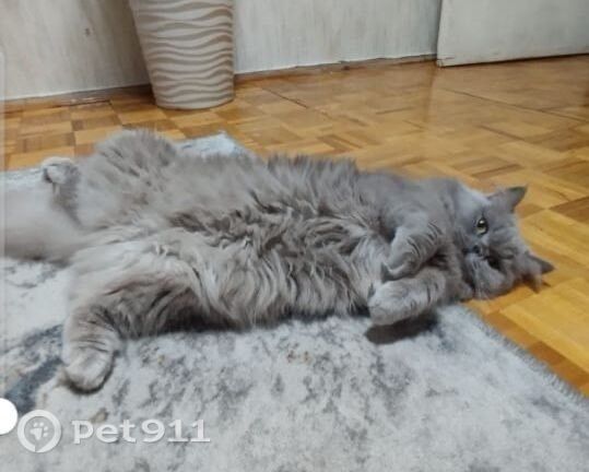 Найдена кошка в Реутове — фото объявления