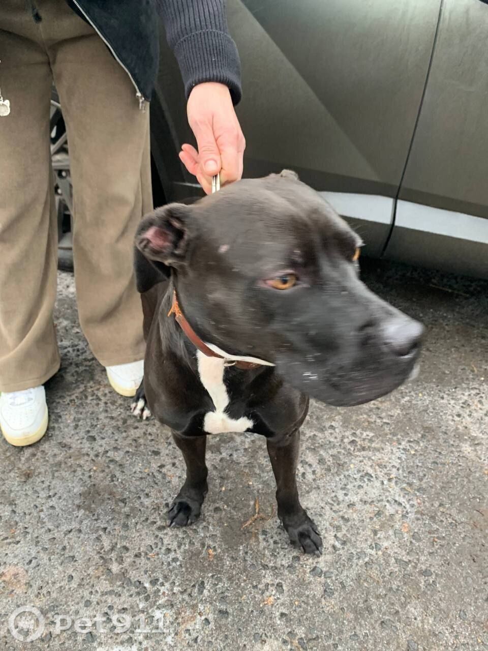 Найдена собака в Реутове — фото объявления