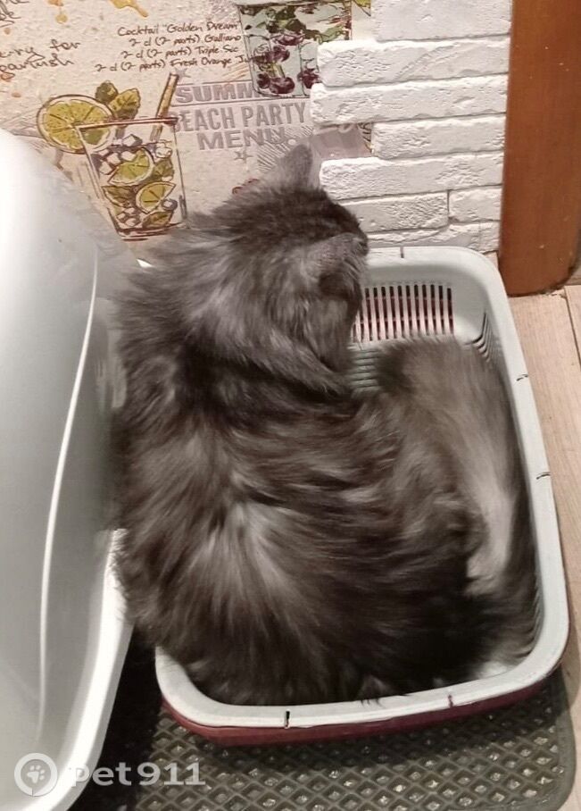 Найдена кошка в Реутове — фото объявления