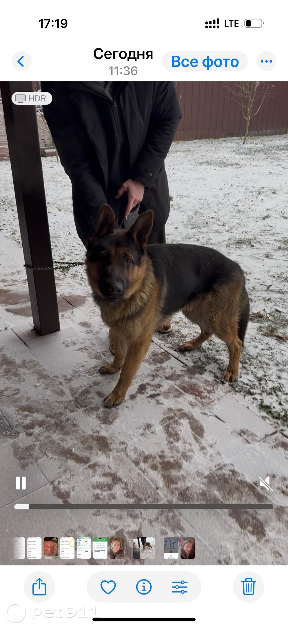 Найдена собака в Реутове — фото объявления