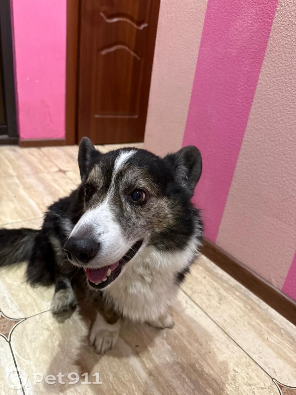 Найдена собака в Реутове — фото объявления