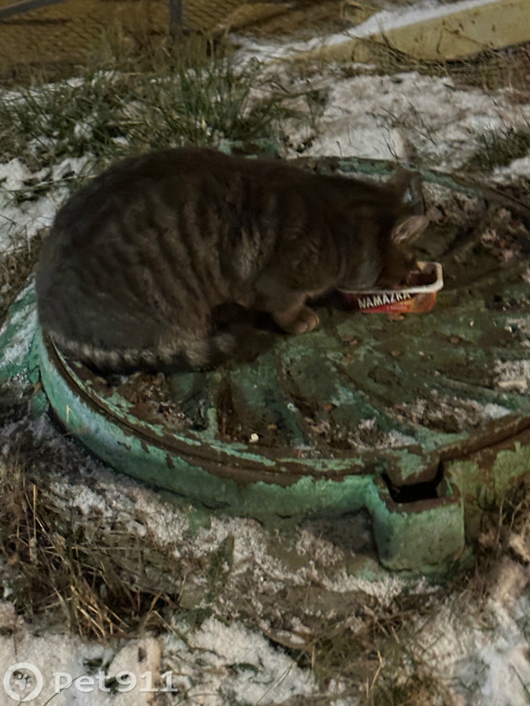 Найдена кошка в Реутове — фото объявления