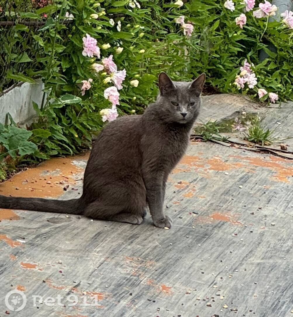 Пропала кошка в Реутове — фото объявления