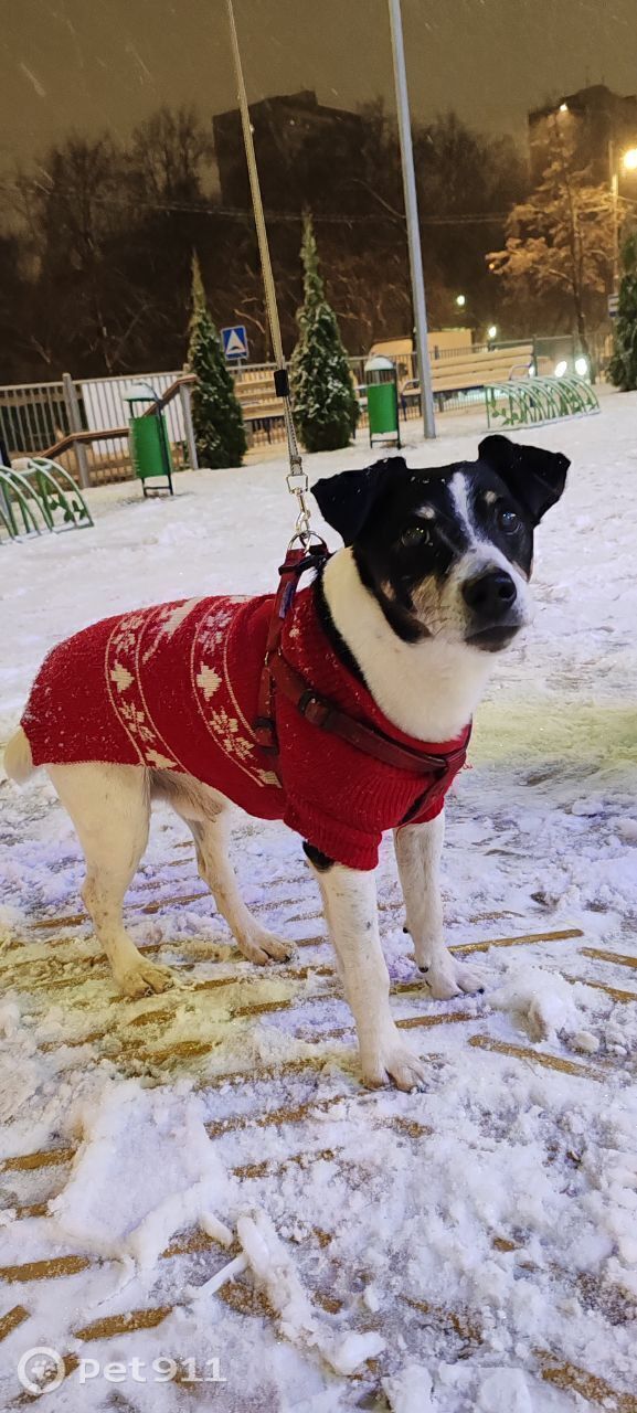 Найдена собака в Реутове — фото объявления