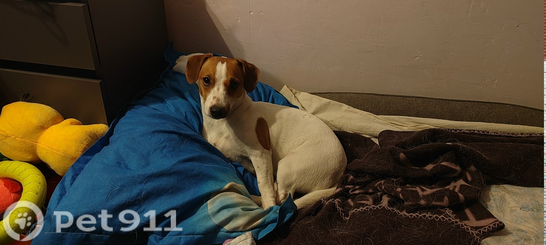 Найдена собака в Реутове — фото объявления