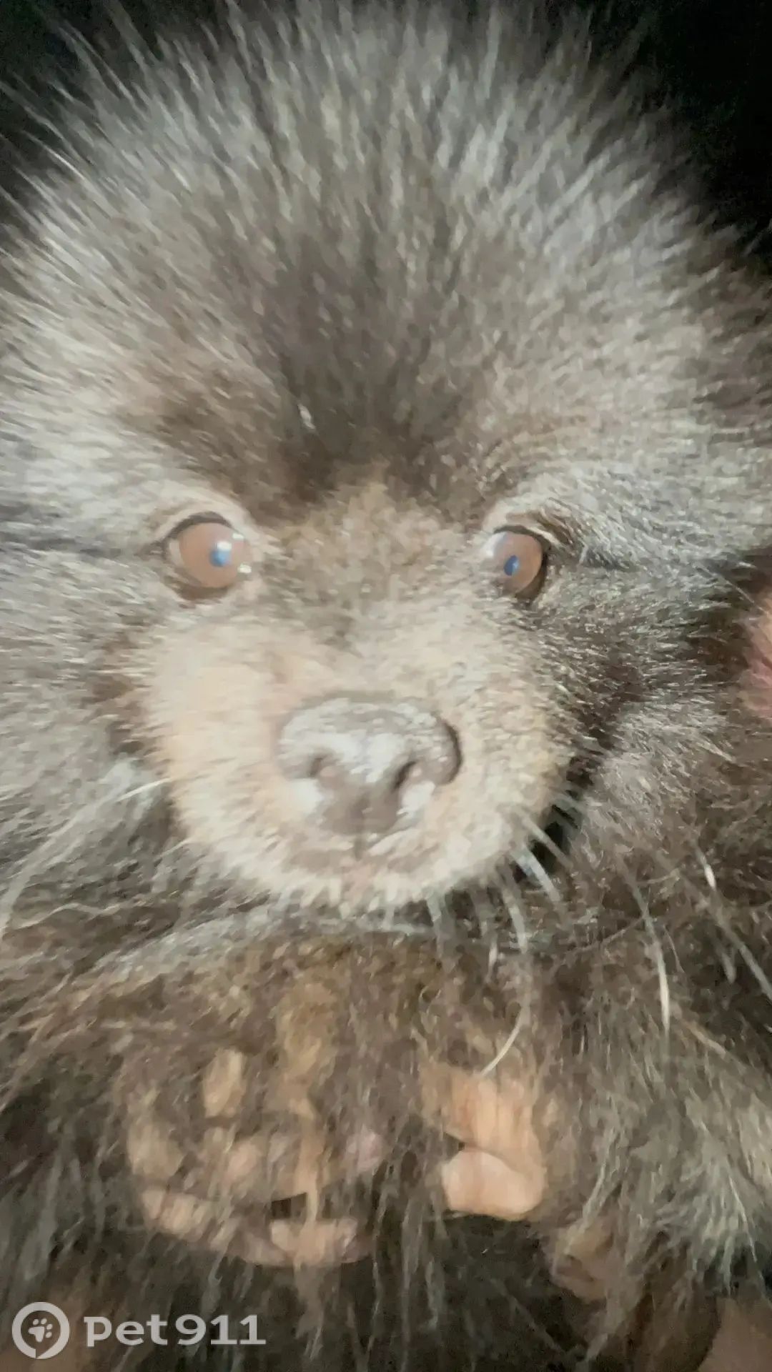 Пропала собака в Реутове — фото объявления