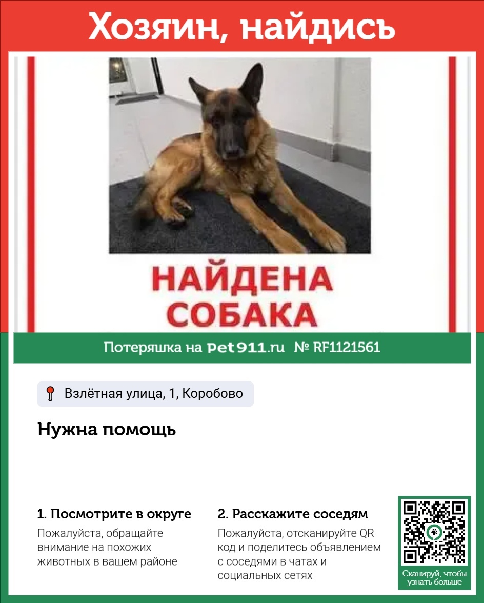 Найдена собака в Реутове — фото объявления