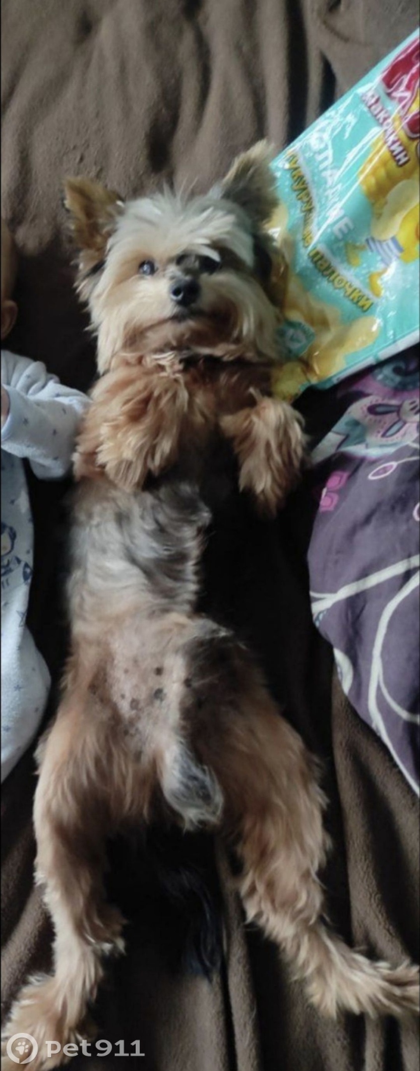 Найдена собака в Реутове — фото объявления