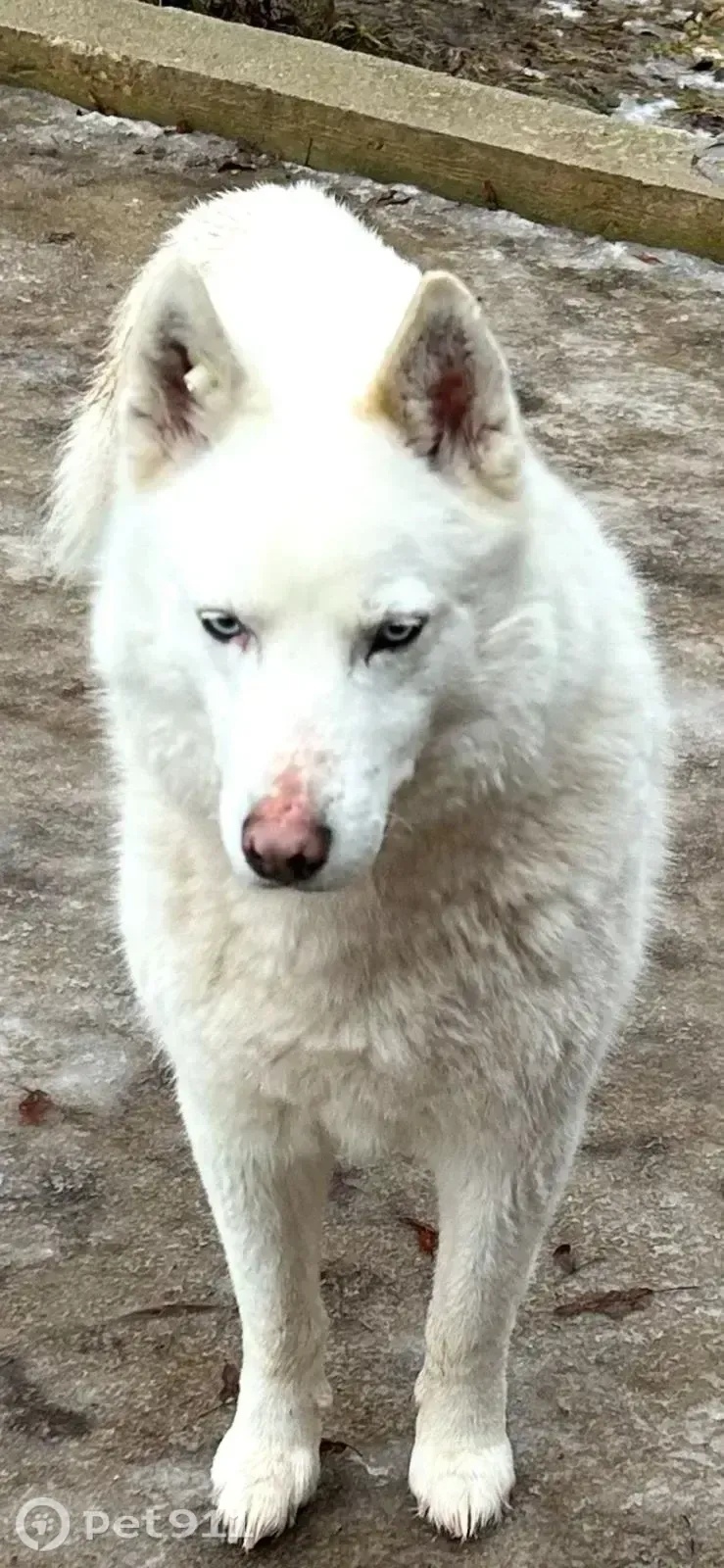 Найдена собака в Реутове — фото объявления