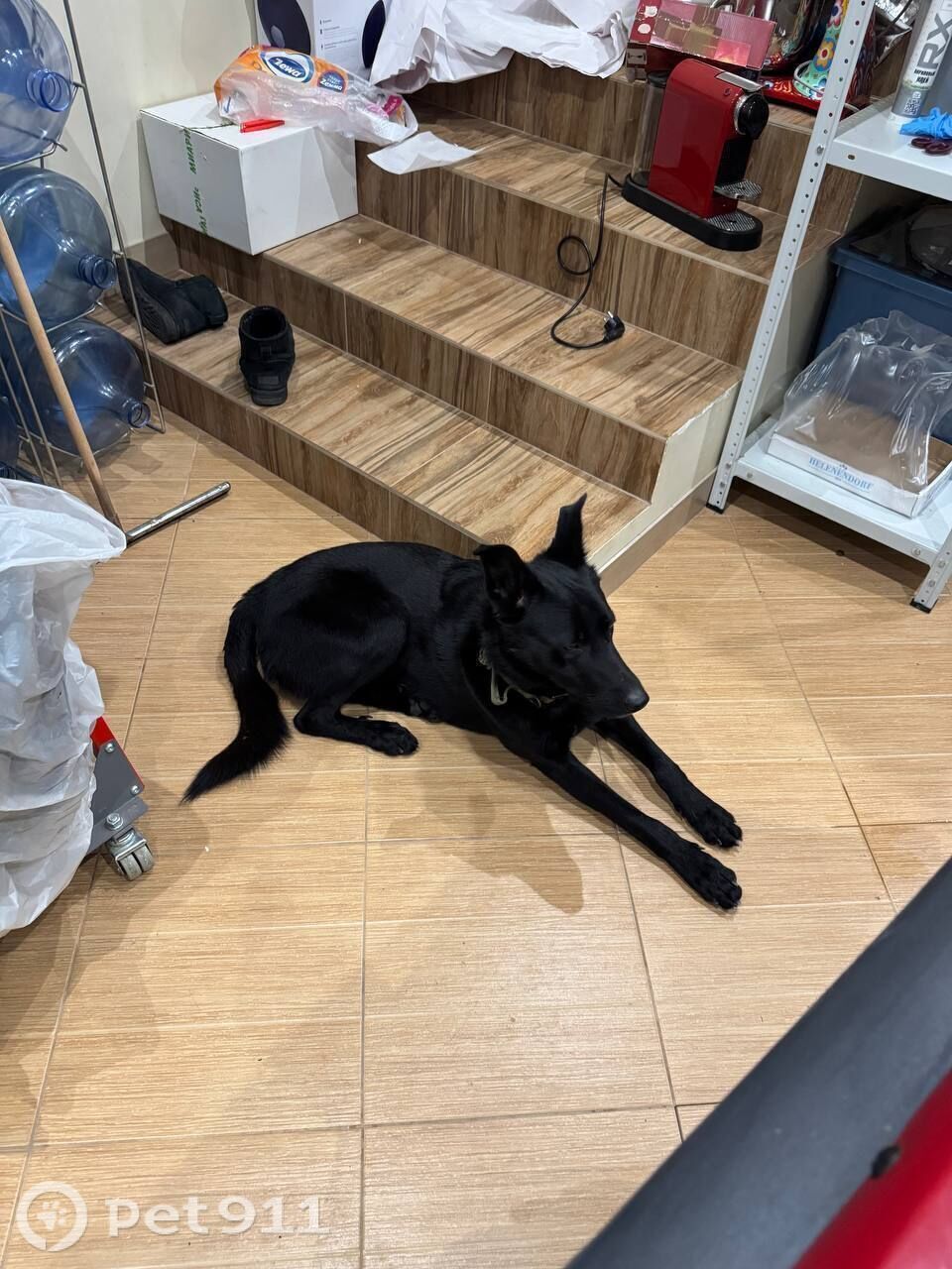 Найдена собака в Реутове — фото объявления