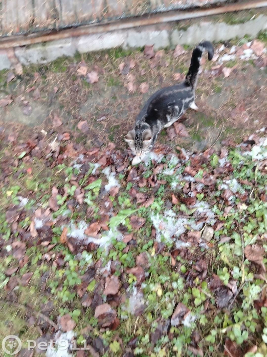 Найдена кошка в Реутове — фото объявления