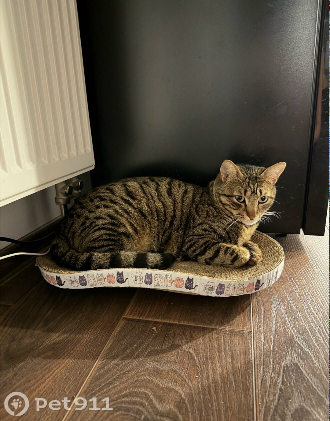 Пропала кошка в Реутове — фото объявления