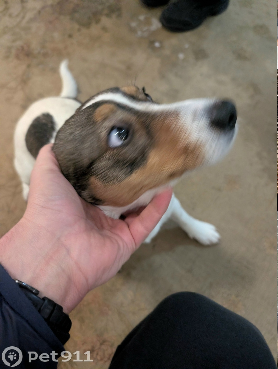 Найдена собака в Реутове — фото объявления