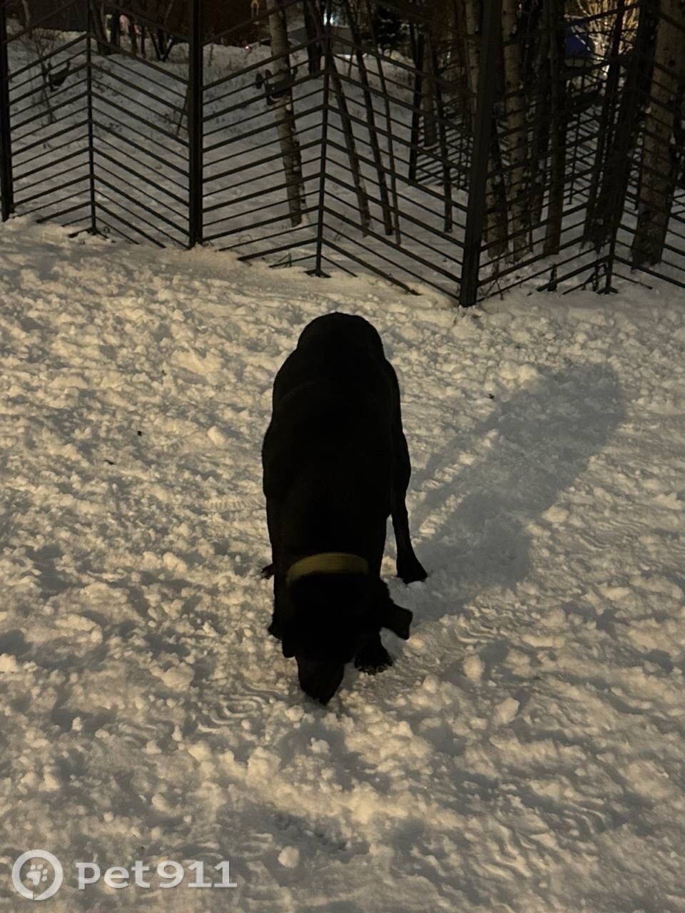 Найдена собака в Реутове — фото объявления