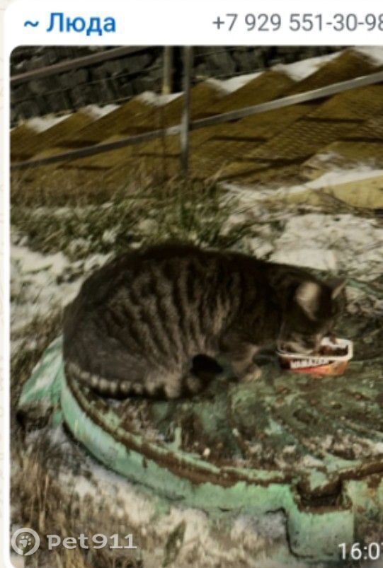 Найдена кошка в Реутове — фото объявления