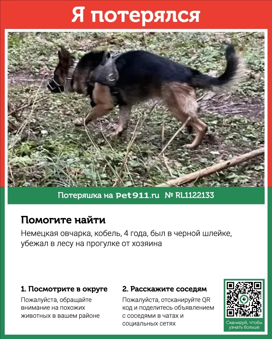 Пропала собака в Реутове — фото объявления