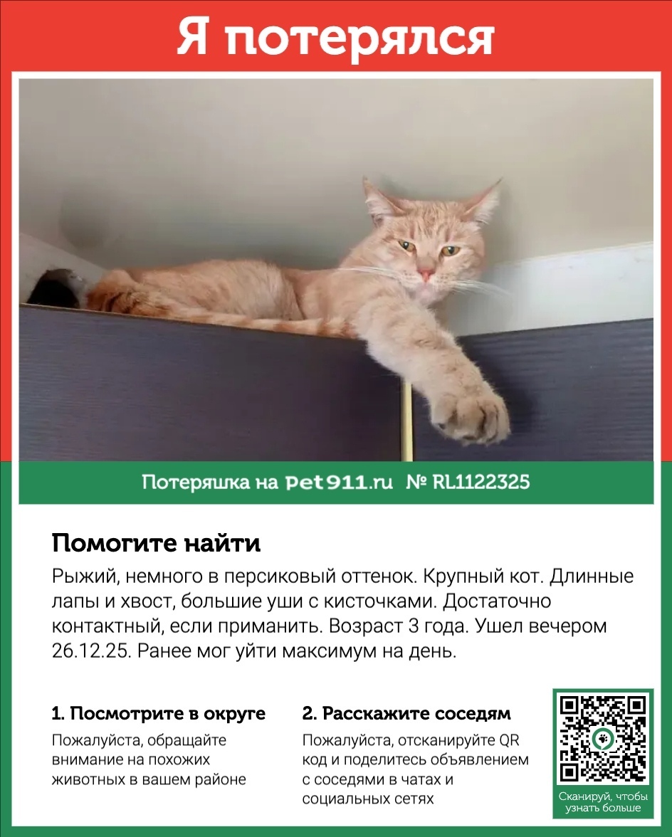 Пропала кошка в Реутове — фото объявления