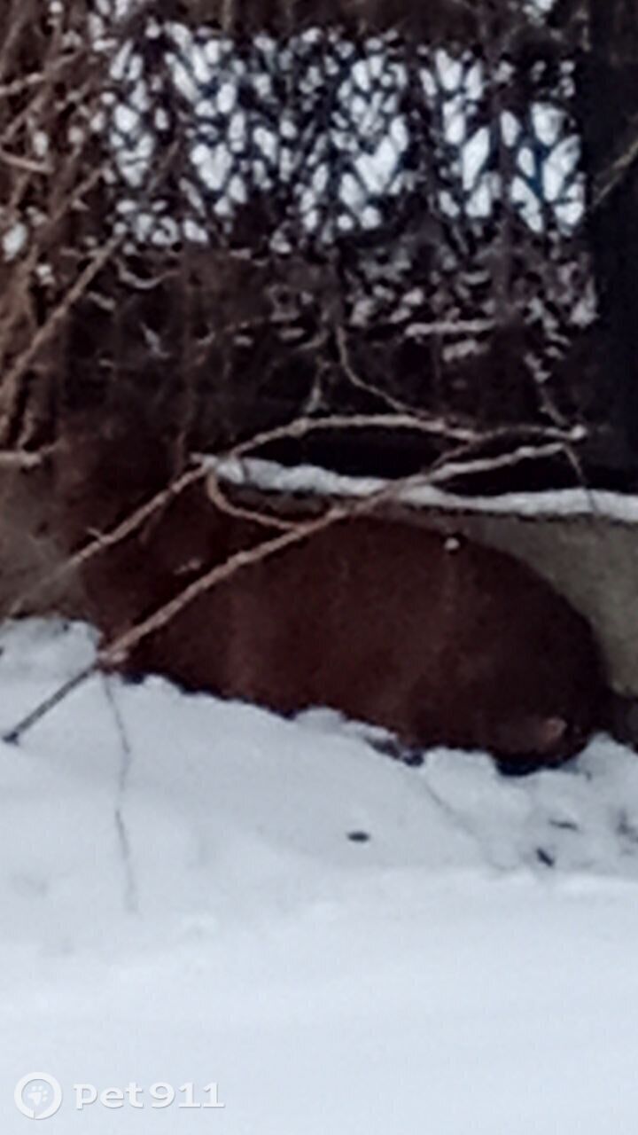 Найдена собака в Реутове — фото объявления