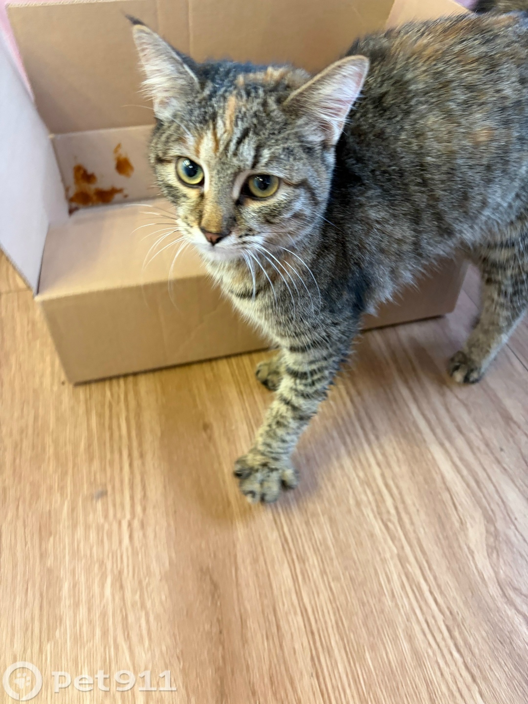 Найдена кошка в Реутове — фото объявления