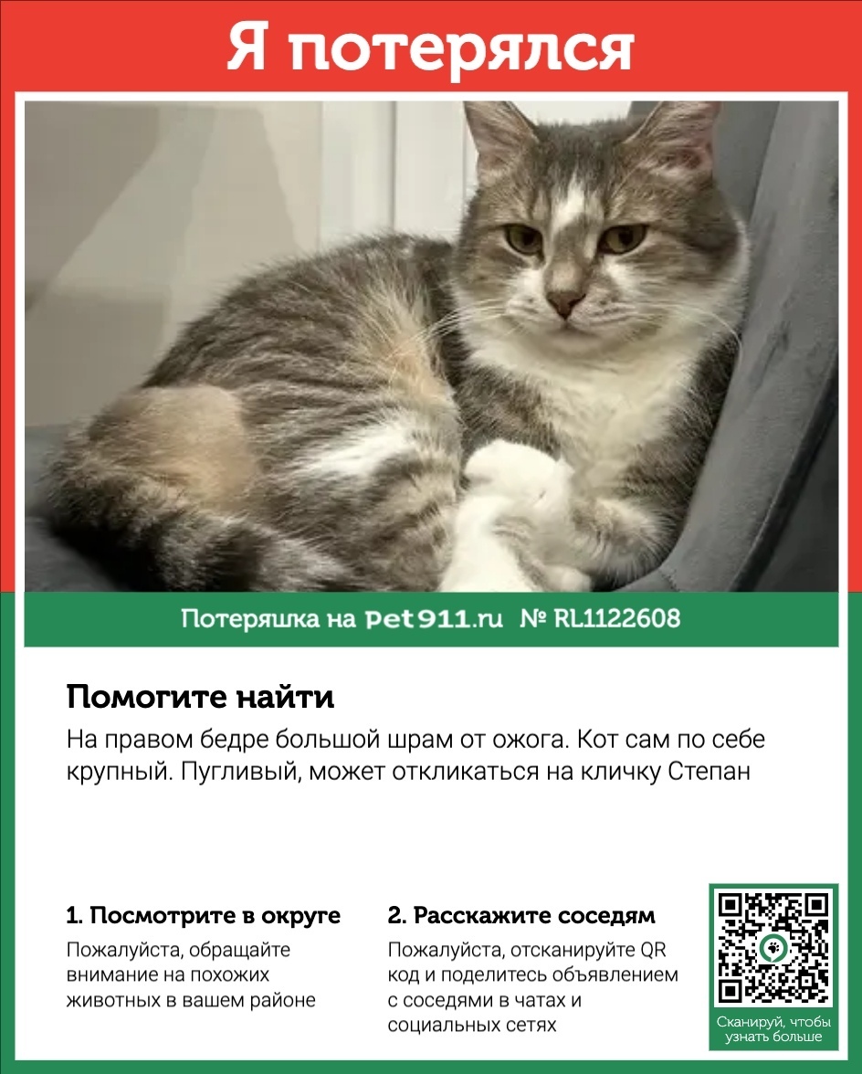 Пропала кошка в Реутове — фото объявления