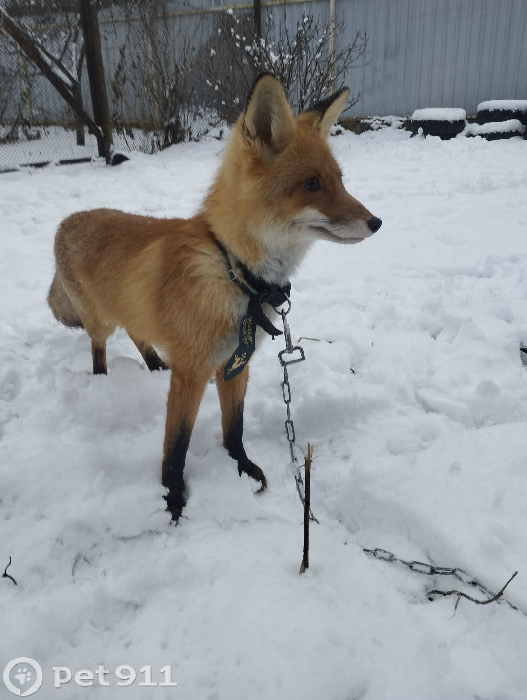 Пропала собака в Реутове — фото объявления
