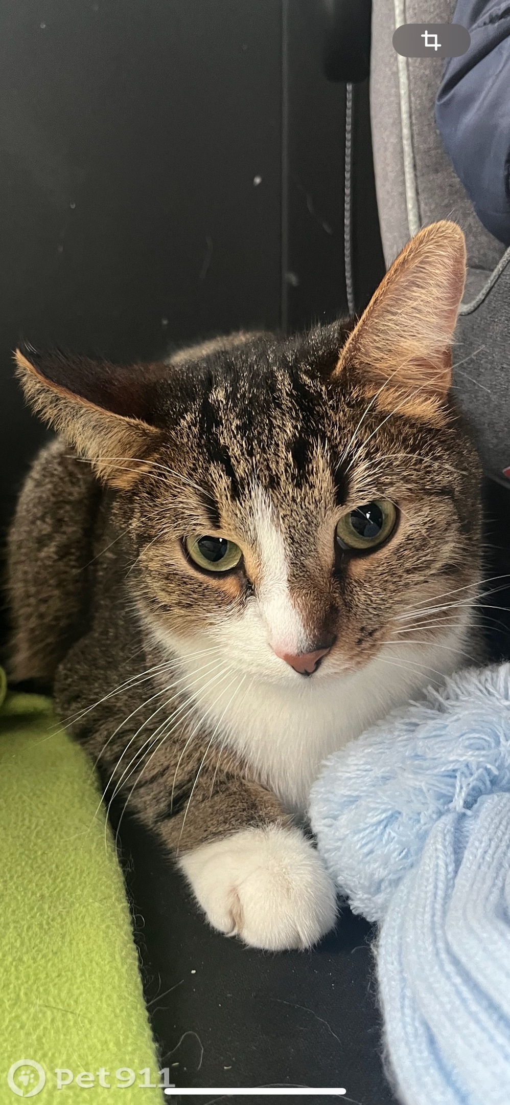 Пропала кошка в Реутове — фото объявления