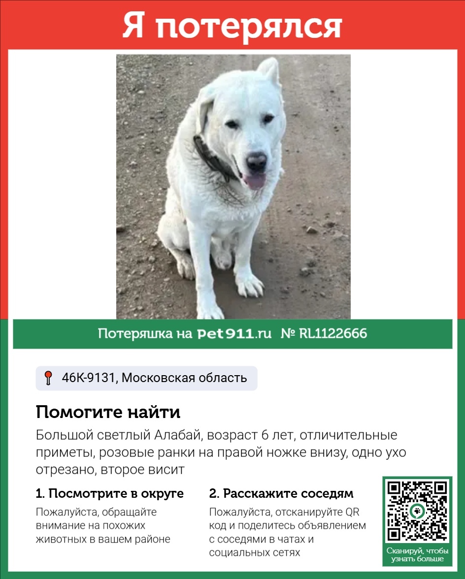 Пропала собака в Реутове — фото объявления