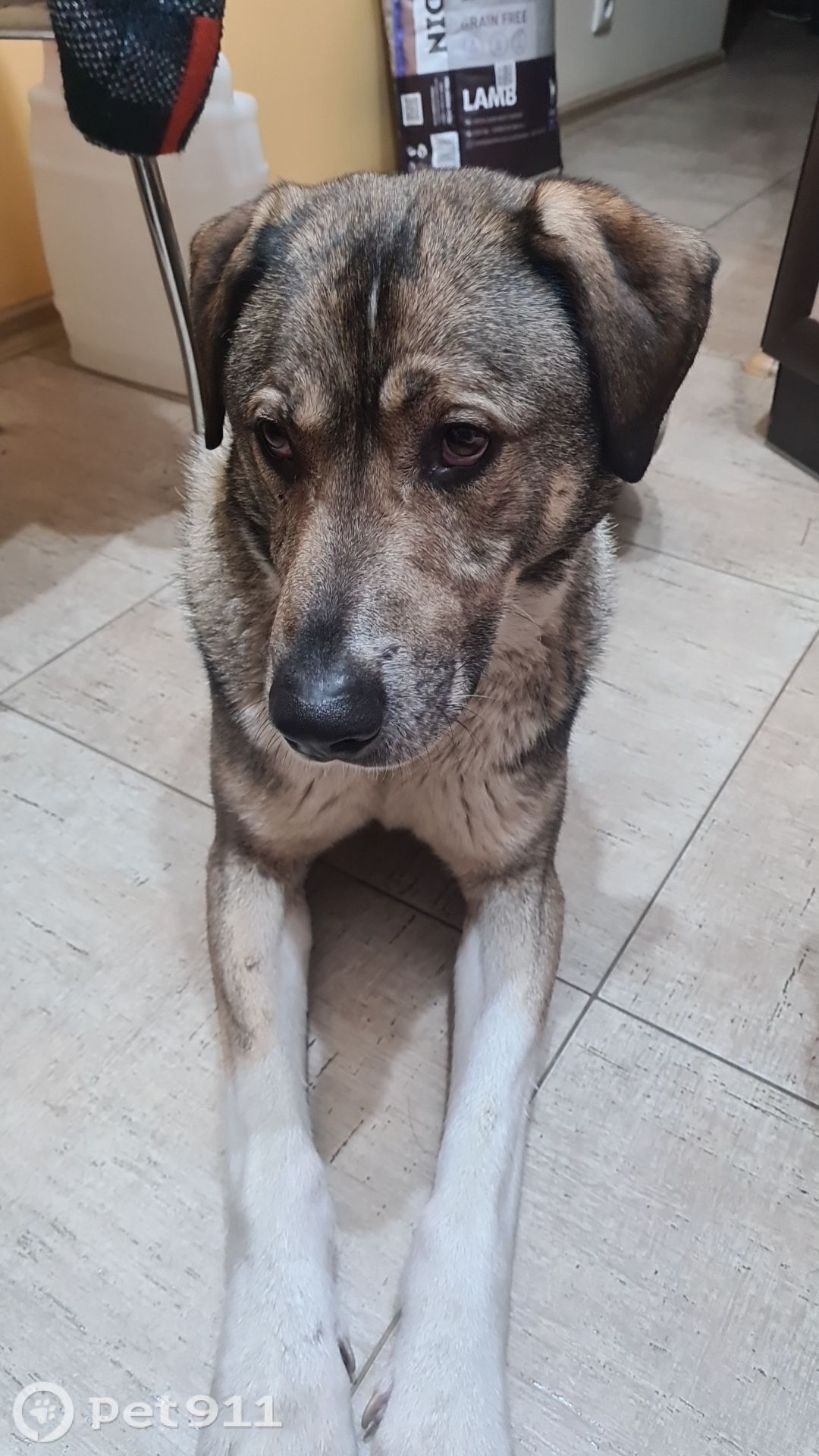 Найдена собака в Реутове — фото объявления