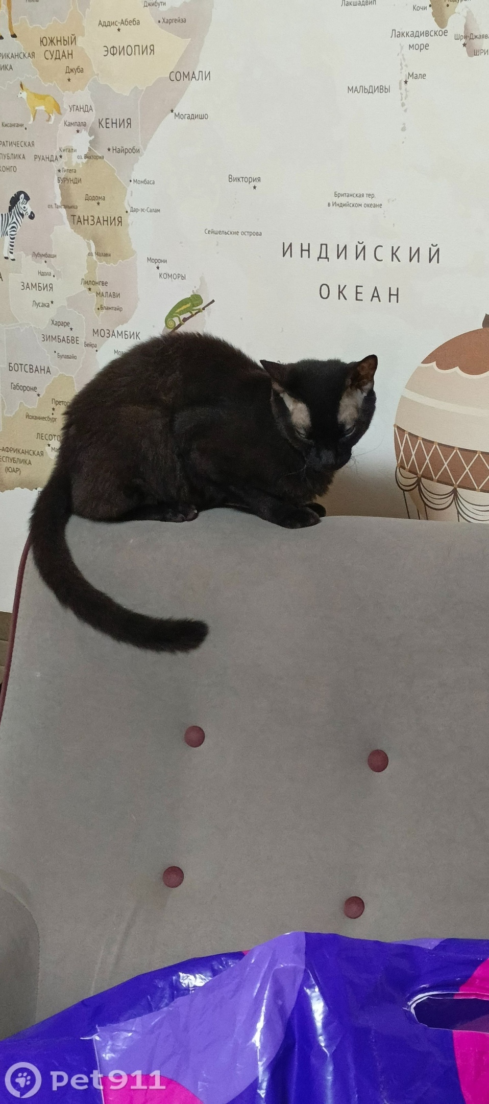 Пропала кошка в Реутове — фото объявления