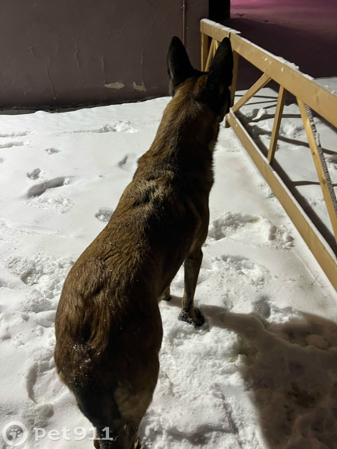 Найдена собака в Реутове — фото объявления