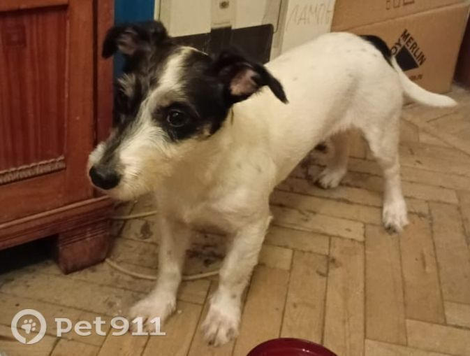 Найдена собака в Реутове — фото объявления