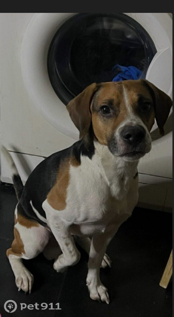 Найдена собака в Реутове — фото объявления