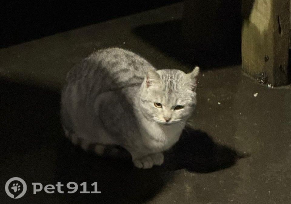 Найдена кошка в Реутове — фото объявления